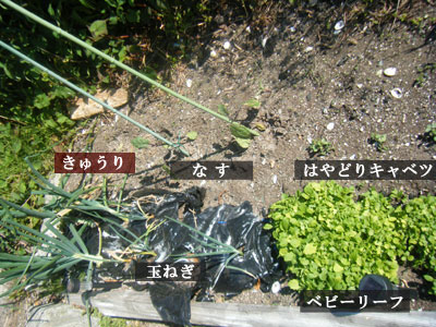 野菜