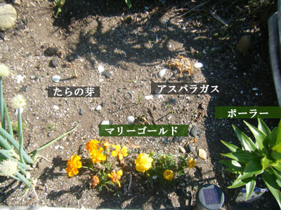 野菜