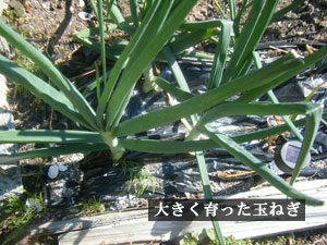 野菜