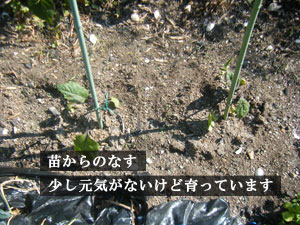 野菜