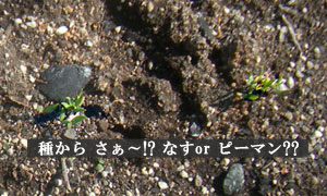 野菜